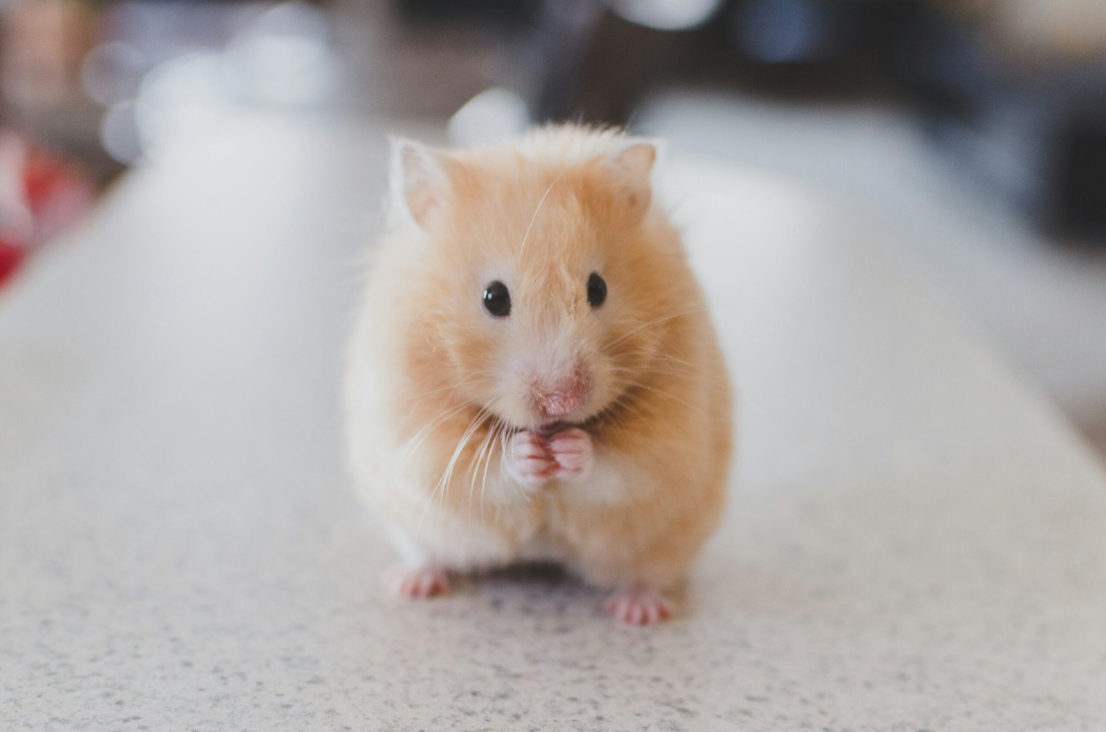 Discovering the True Cost of Hamsters: A Practical Guide for Budget-Conscious Pet Owners