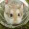 Do Hamsters Blink? Exploring the Adorable World of Hamster Behavior