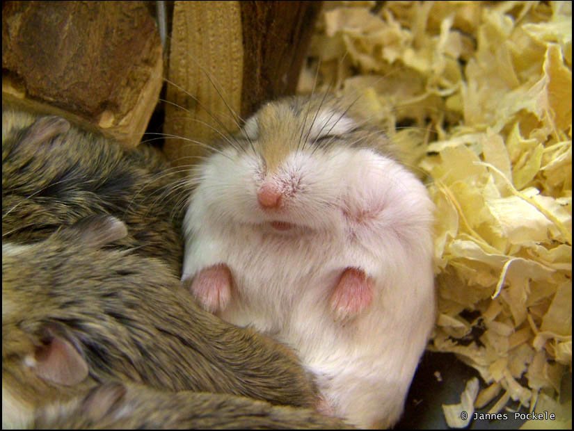 The Sleeping Habits of Hamsters