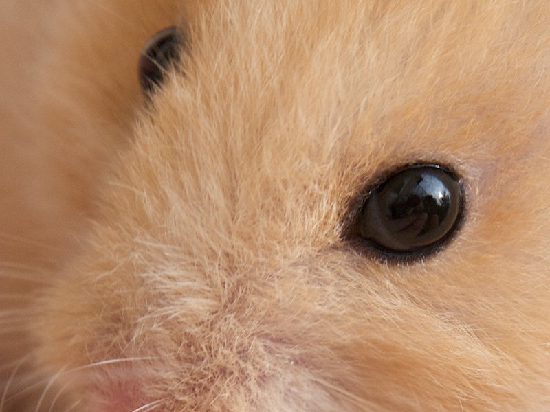 Understanding the Eyesight of Hamsters