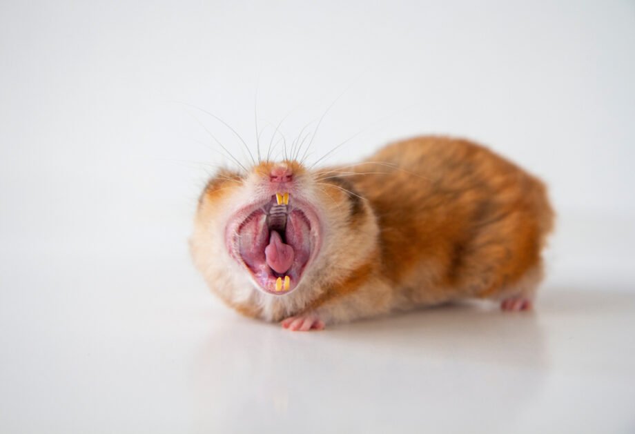 Understanding Hamster Teeth: Importance, Care, and Prevention