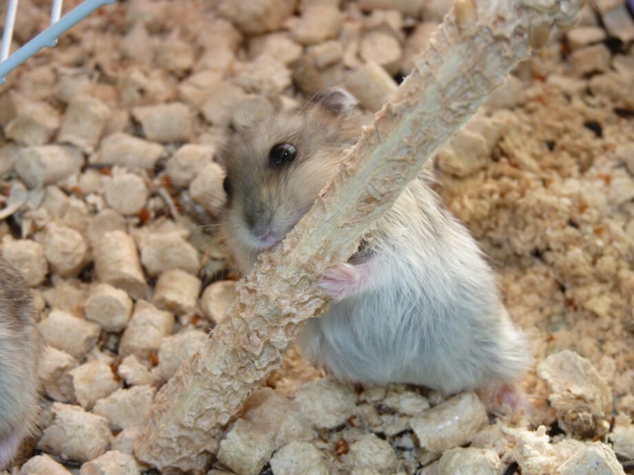 The Importance of Chew Toys for Hamsters: Dental Health, Stimulation, and Enrichment