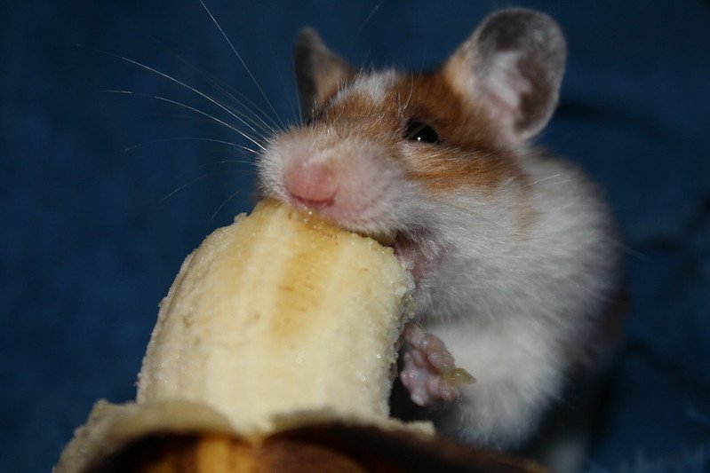 Can a Hamster Eat a Banana? Safe Treats Guide