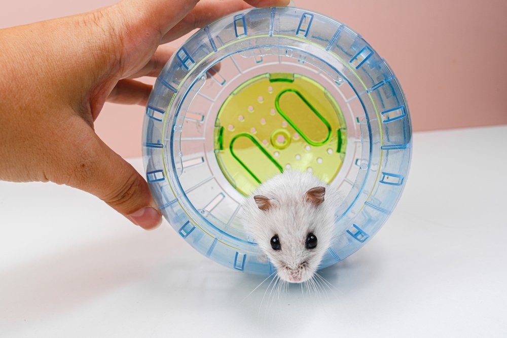 Does Your Hamster Enjoy Using a Hamster Ball? Tips for Keeping Your Pet Happy and Safe