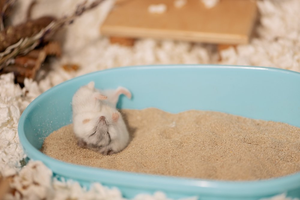 How Sand Baths Keep Your Hamster Happy and Healthy