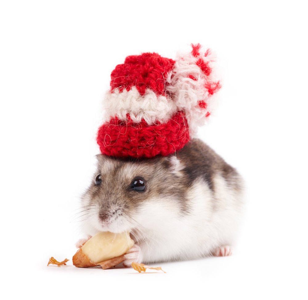 Creating the Ideal Temperature Environment for Your Hamster: Tips and Insights